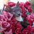 Lisa Collinsworth's profile image