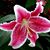 Joanne Ochs Brooks's profile image