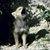 Pequeño Lobo's profile image