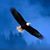 Tim Gorringe's profile image