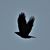 Steve Jones's profile image
