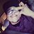 Carlos Anthony Chiguil's profile image