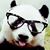 Paulo Felizardo's profile image