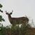 Mike Rulli's profile image