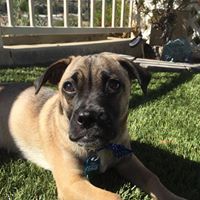 Cheryl Dobberstein's profile image