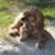 Ron Sorensen's profile image