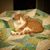 Kelli Sweet's profile image