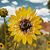 Susan Turner Lewis's profile image