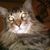 Cooie King II's profile image