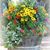 Karen Squires Whisler's profile image