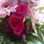 Karen Martino's profile image