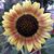 Jennifer Velasquez's profile image