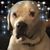 Kevin S. Knopf's profile image