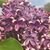 Callie Le'au Courtright's profile image