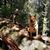 Trisha Saucier-Davis's profile image