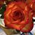 Kim Warner Callaway's profile image