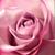 Lynn Dahl Ostrom's profile image