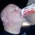 Chris Whyte's profile image