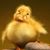 Michelle Ward Gochenour's profile image