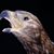 Curtis Yazzie's profile image