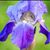 Bonnie Gebhart Carpenter's profile image