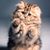 Carol Scaglia's profile image