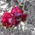 Lori Saunders's profile image