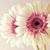 Nakia Howell's profile image