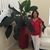 Miriam Silveira Guevara's profile image