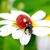 Linda Pritchard Biondolillo's profile image