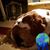 Hedy Bernstein's profile image