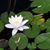 Janet Carrillo's profile image