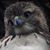 Marl Ó Súilleabháin's profile image