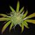 Chris Lemmer's profile image