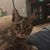 Amy Hamill Law's profile image