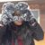 Madiha Sherazi's profile image