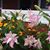 Rose Santarcangelo's profile image