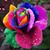 Rebecca M Romano's profile image