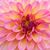 Bax Ban Trudi's profile image