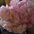 Pattilynne Snow's profile image