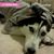 Urs Hulla's profile image