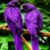 Jeanette Patterson's profile image