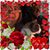 Cathy Annette Newby-Schriefer's profile image