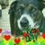 Meg Michalek Sharpley's profile image
