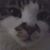Cheryl L Boothe's profile image
