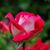 Blanca Nunez's profile image