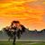 Laurie Golden's profile image