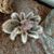 Lee Sherrill's profile image
