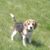 Bill Corboy's profile image