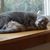 Carolyn Savarino Farrier's profile image